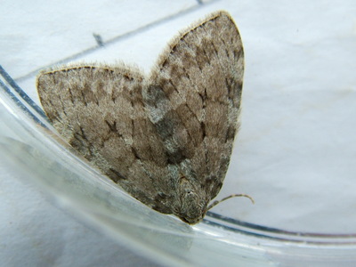 Pale November Moth